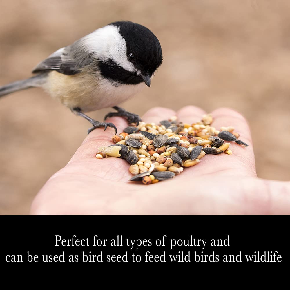 Whole Grain Scratch Feed 10-Pounds I569