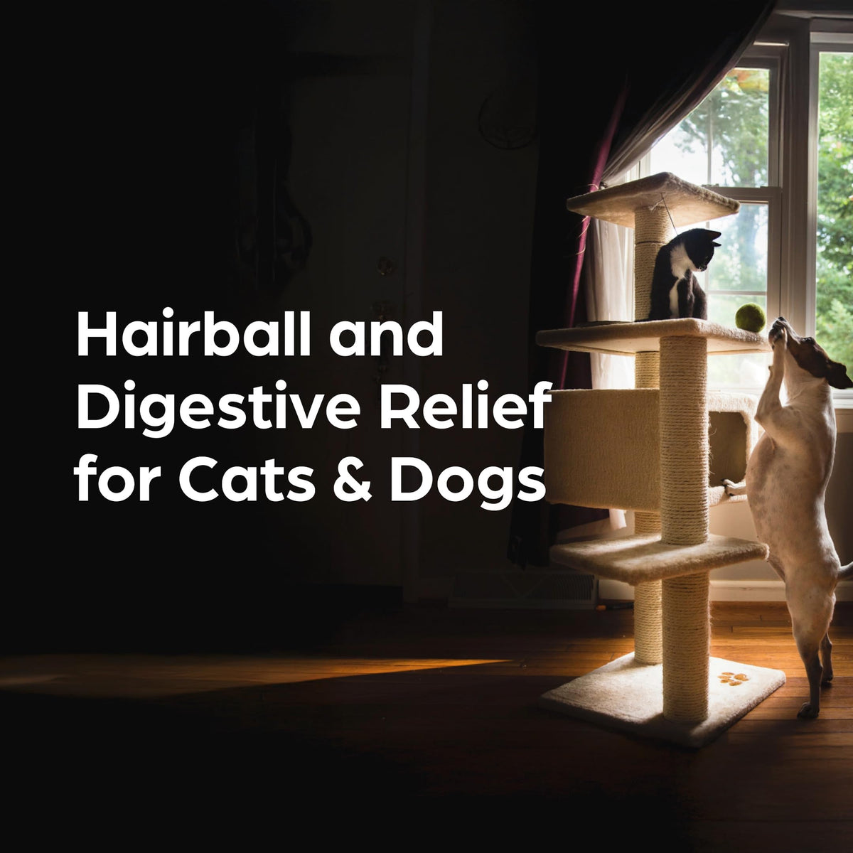 Laxative and Lubricant for Dogs and Cats 3 oz L951411