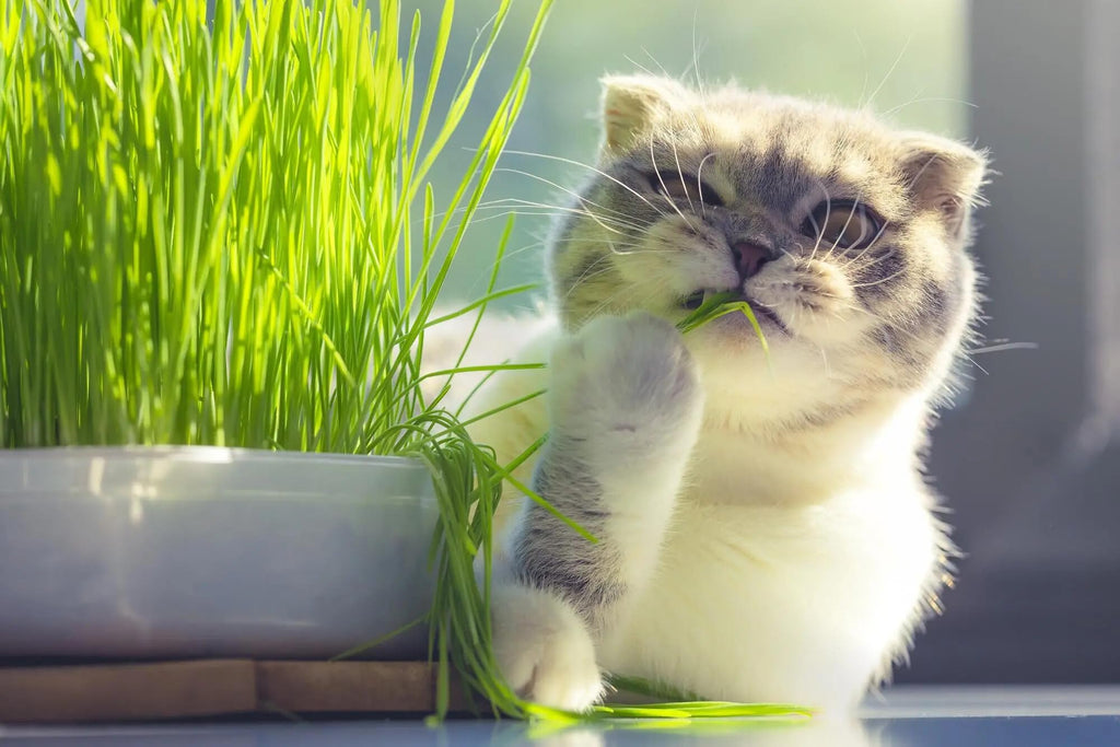 Organic Cat Grass Growing Medium 2 QUARTS R206837