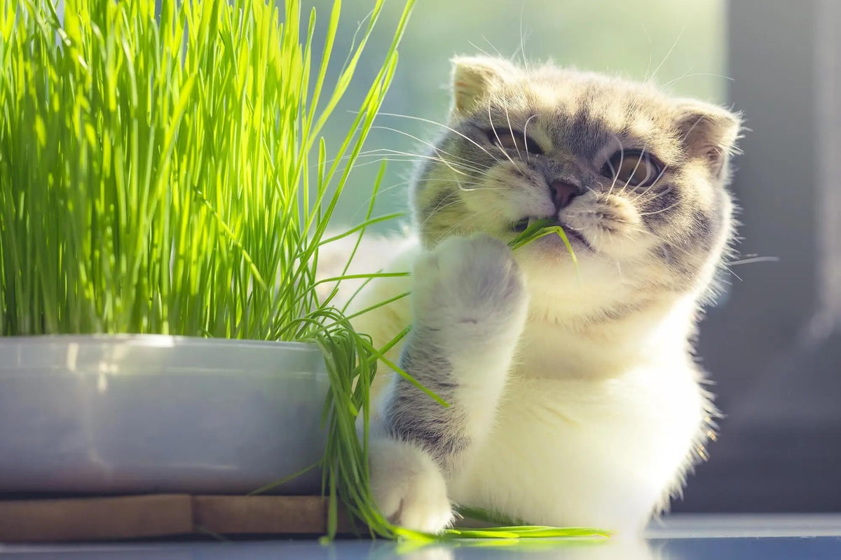 Organic Cat Grass Growing Medium 2 QUARTS R206837