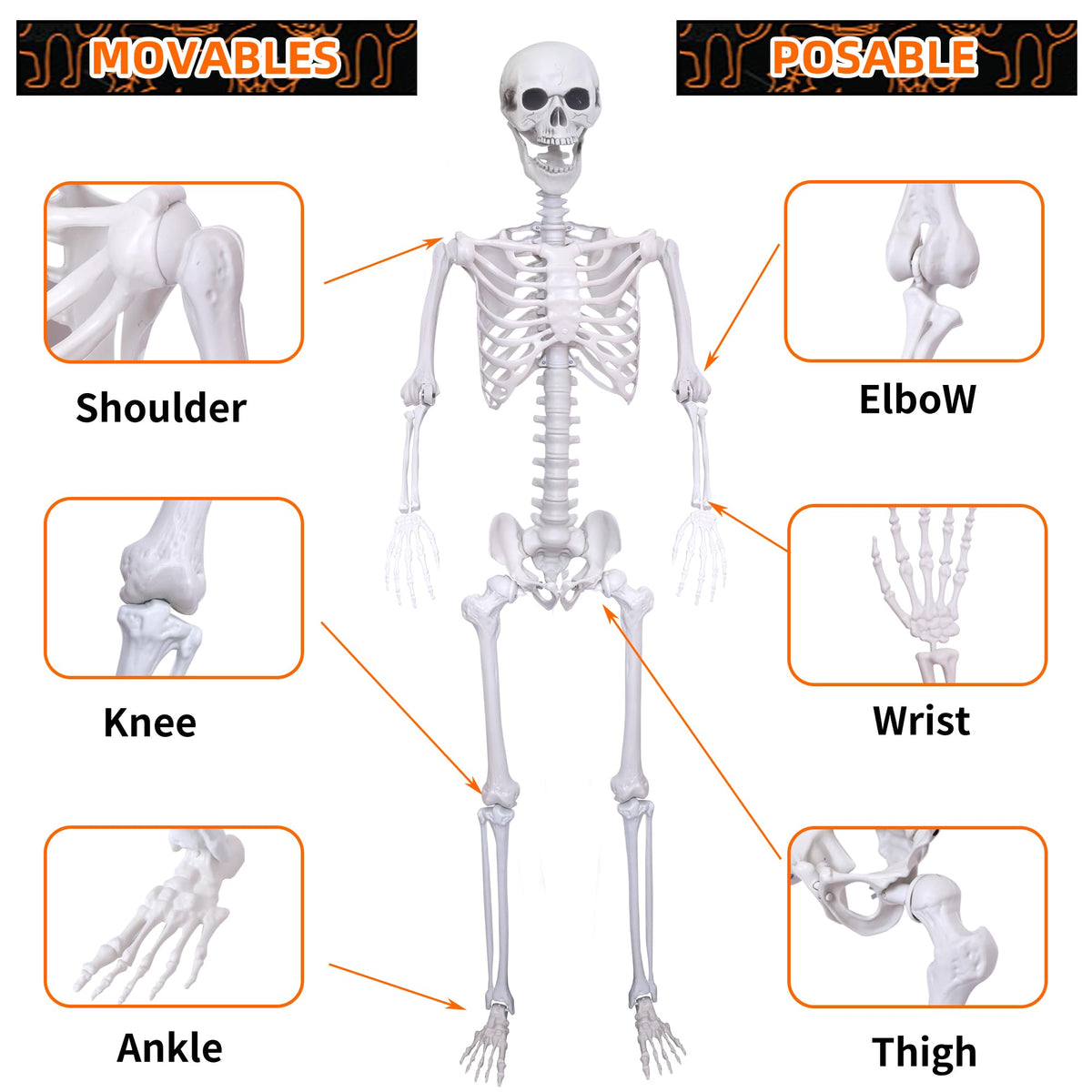 5.4Ft 2PCS Posable Skeleton with Movable Joints M763