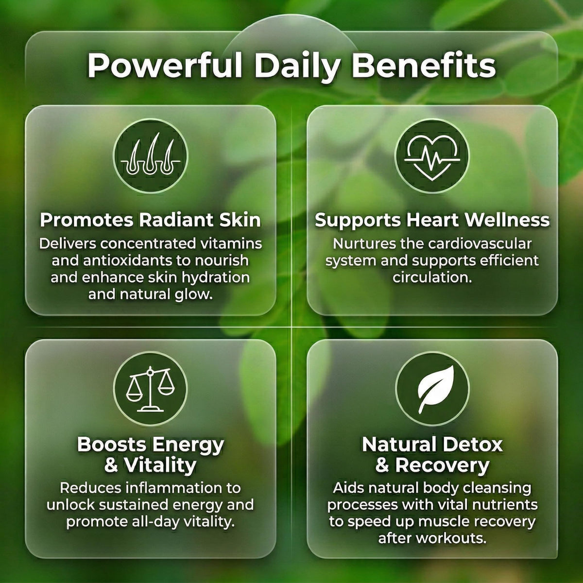 Moringa Capsules 240 Capsules Q1023